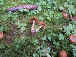 Cortinarius laetissimus