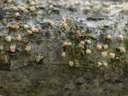 Flammocladiella anomiae