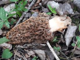 Morchella esculenta