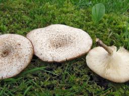 Lentinus tigrinus