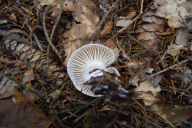 Hygrophorus agathosmus