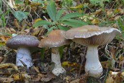 Cortinarius praestans