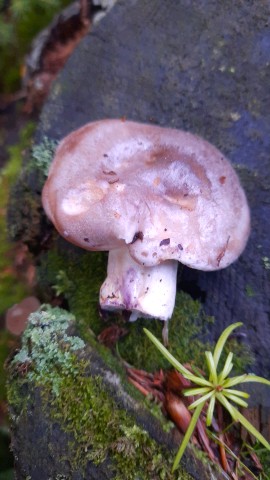 Lactarius uvidus