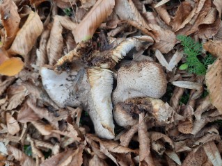 Tricholoma scalpturatum