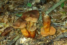 Cortinarius rubellus