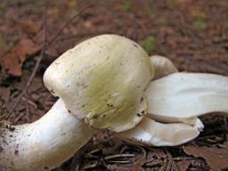 Agaricus sylvicola