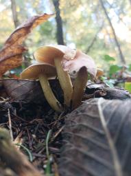 Tricholoma bufonium