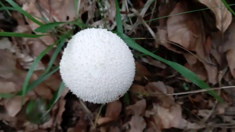 Lycoperdon excipuliforme