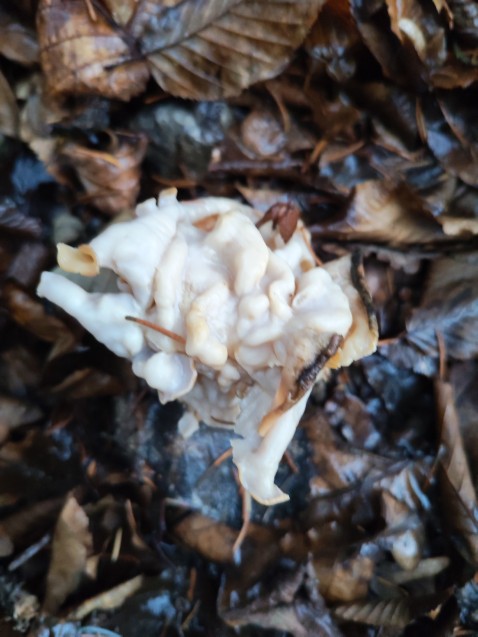 Helvella crispa