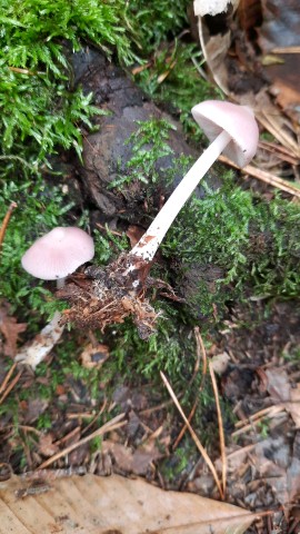 Mycena rosea