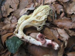 Ramaria sanguinea