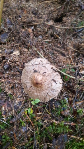 Chlorophyllum olivieri