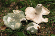 Russula virescens