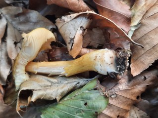 Pluteus leoninus