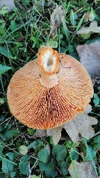 Lactarius deterrimus