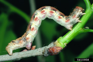 Erannis defoliaria