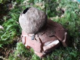 Geastrum rufescens