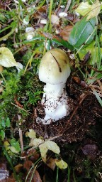 Amanita phalloides