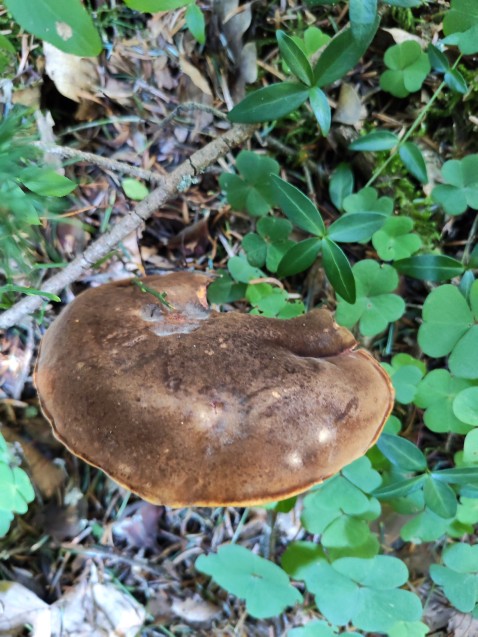 Neoboletus erythropus