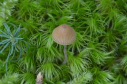 Conocybe hexagonospora