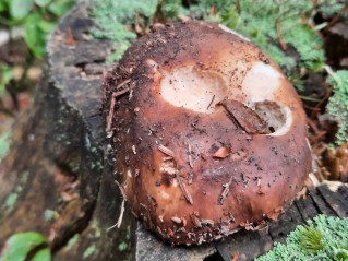 Russula mustelina