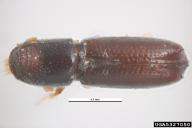 Pityophthorus pityographus