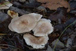 Tricholoma scalpturatum