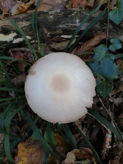 Agaricus sylvicola