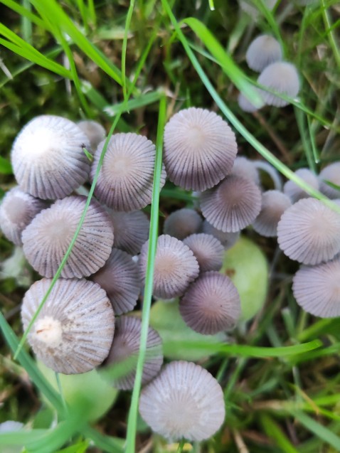 Coprinellus disseminatus