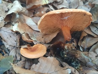 Hygrophoropsis rufa