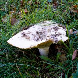 Lactifluus vellereus