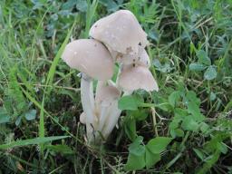 Psathyrella leucotephra