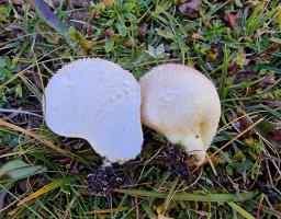 Lycoperdon frigidum