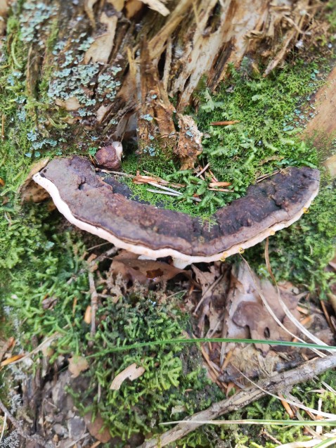 Heterobasidion abietinum