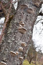 Phellinus pomaceus