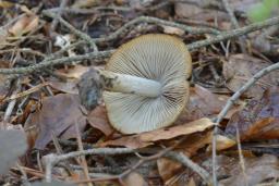 Psathyrella obtusata var. obtusata