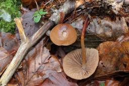 Marasmius cohaerens
