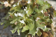 Cladonia foliacea