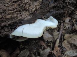 Crepidotus malachius