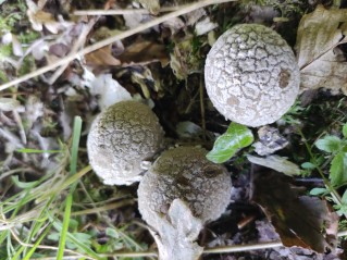 Lycoperdon mammiforme