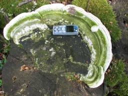 Trametes hirsuta