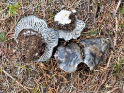 Hygrophorus marzuolus