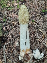 Phallus impudicus