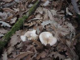 Hygrophorus arbustivus