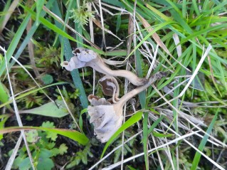 Craterellus undulatus