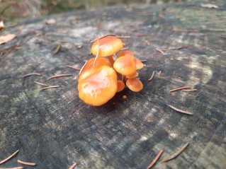 Flammulina velutipes