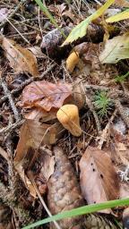 Clavariadelphus truncatus