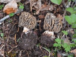 Morchella vulgaris