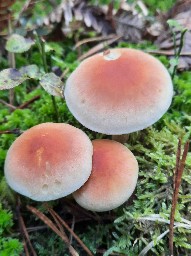 Hypholoma lateritium