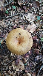 Russula grata